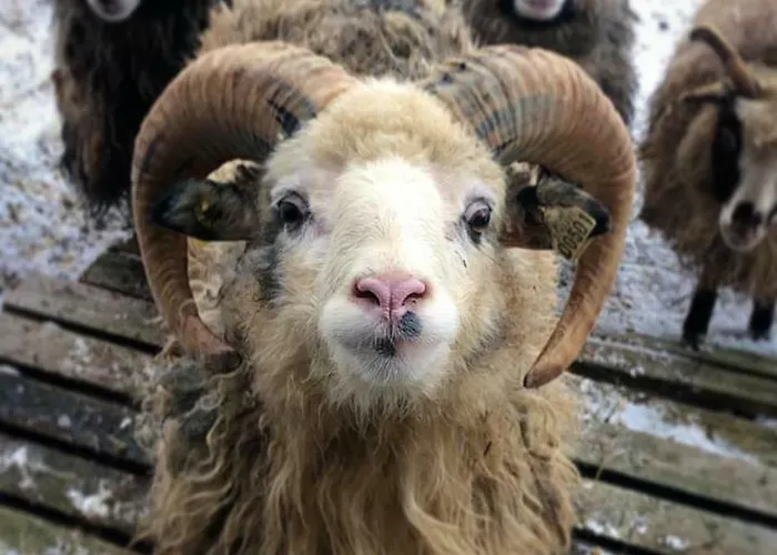 بيت ضيافة Tranoya Tranøya